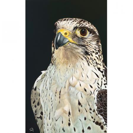 Peregrine Saker falcon original acrylic painting